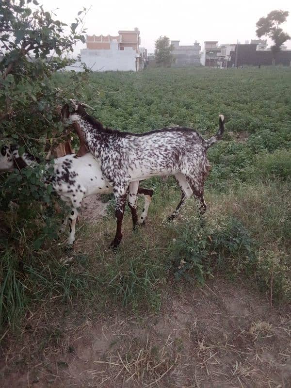 Pure makhi cheena bakra 0