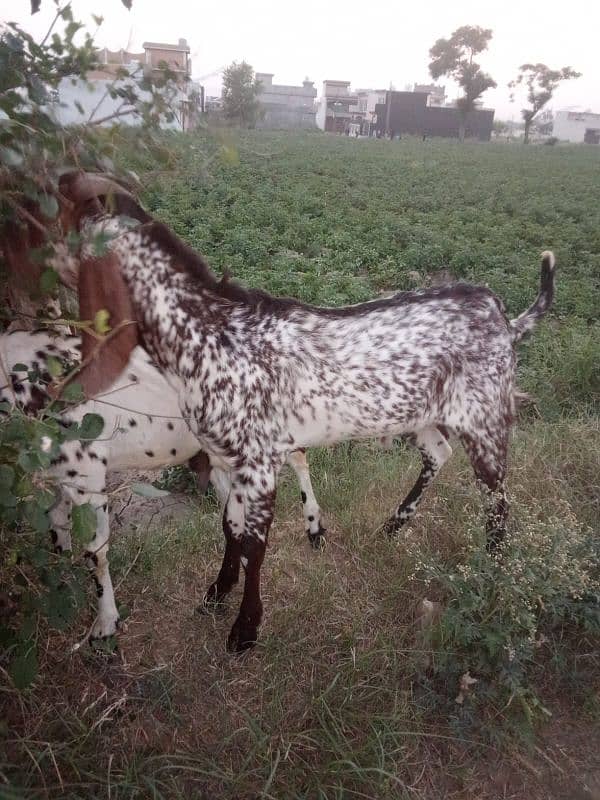 Pure makhi cheena bakra 1