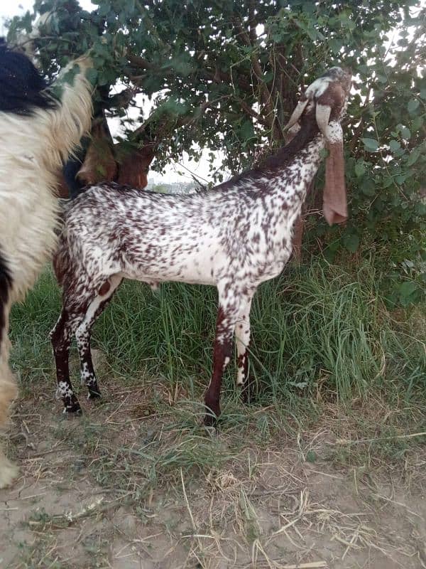 Pure makhi cheena bakra 2