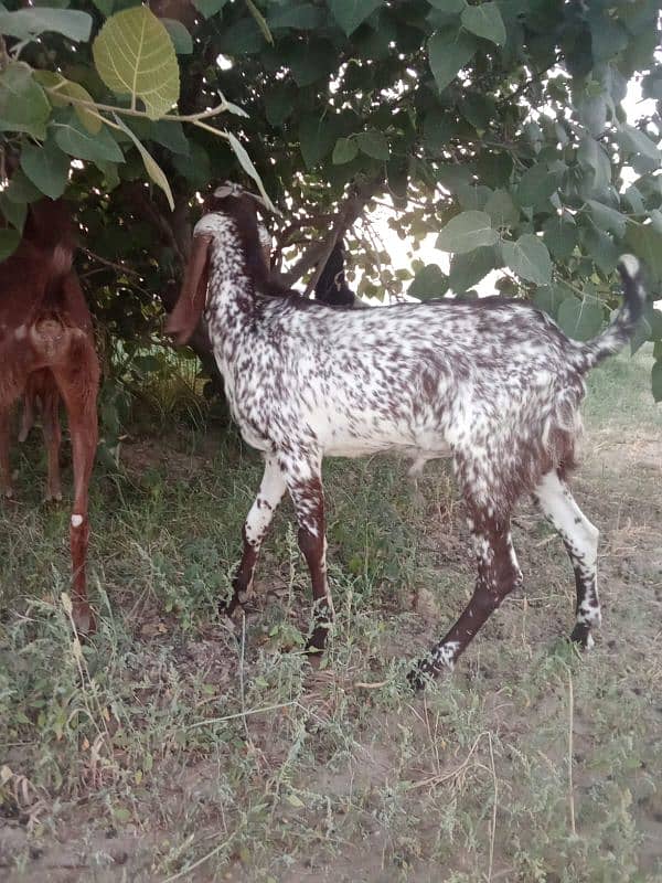 Pure makhi cheena bakra 3