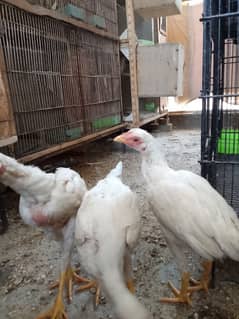aseel chicks