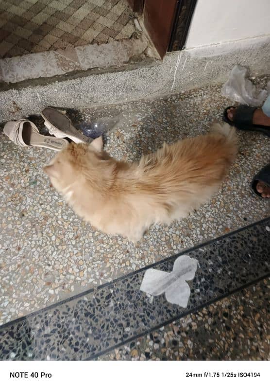 Persian cat golden coloure 0
