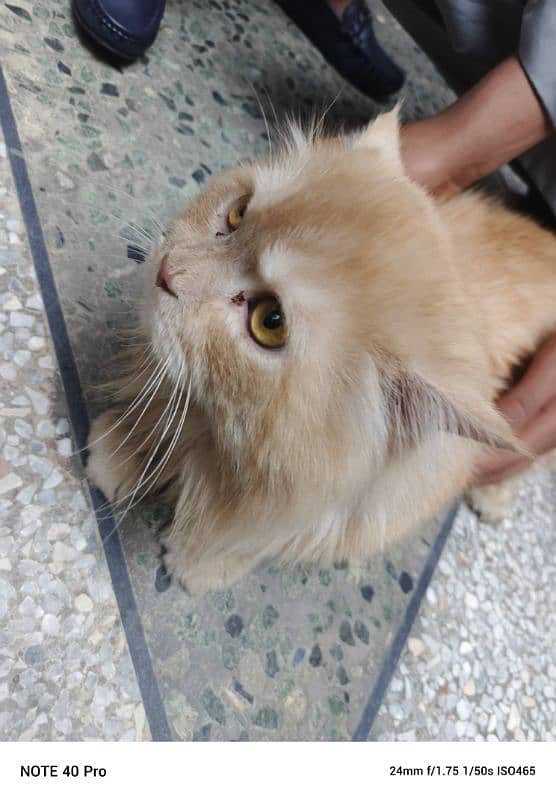 Persian cat golden coloure 1