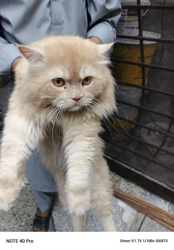 Persian cat golden coloure 3