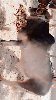 qurbani