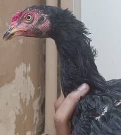 Pure Aseel chicks