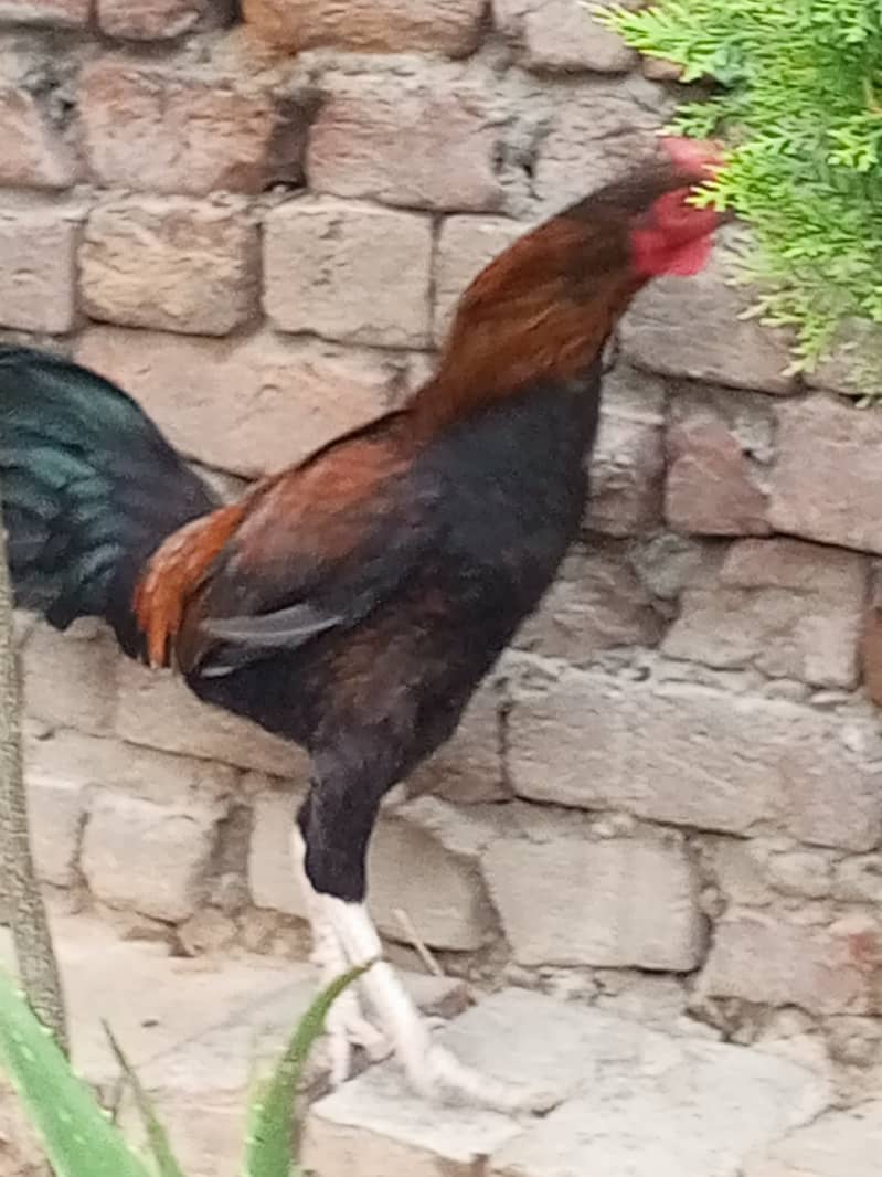 Aseel Murga cross 0