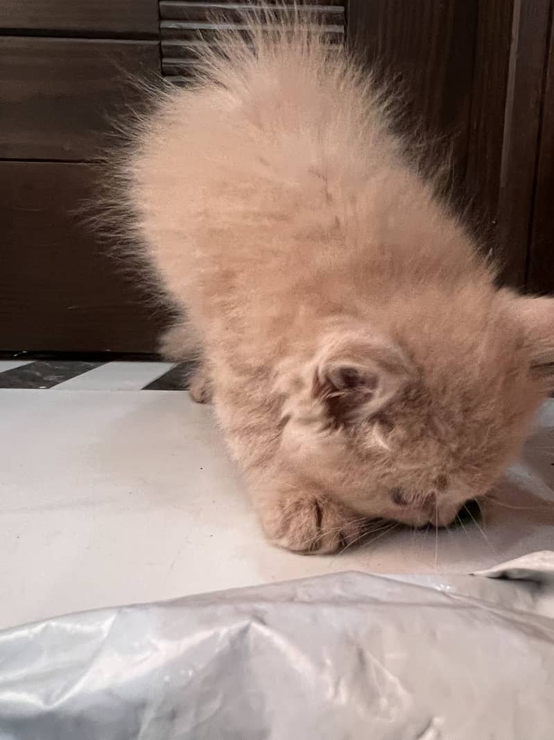 Persian rag doll kitten  on urgent sale 5