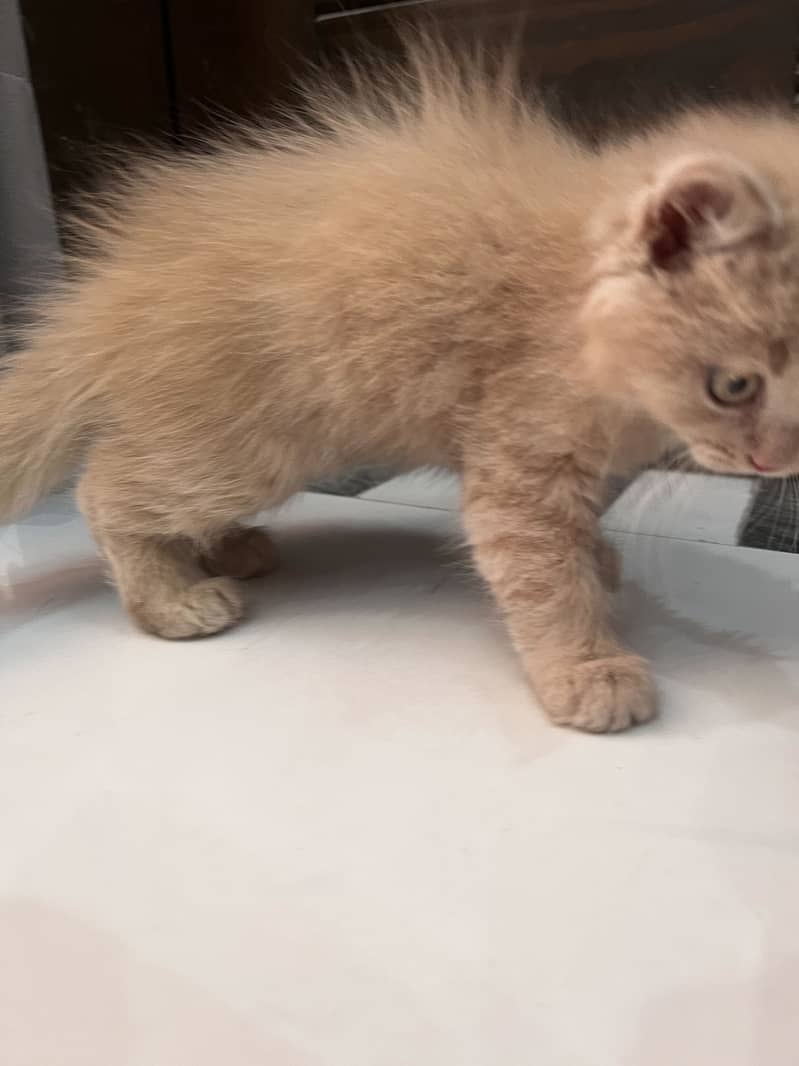 Persian rag doll kitten  on urgent sale 6