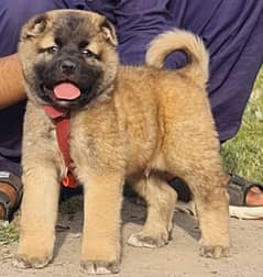 king Kurdish kangal  dabal hadi havey bone security for sale
