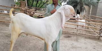 Rajanpuri