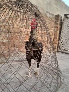 pakistani home breed patha Acha jorr ma ha achi quality ha for sale ha