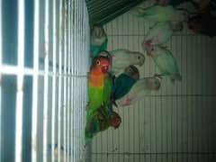 mix love birds