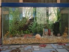 Fish