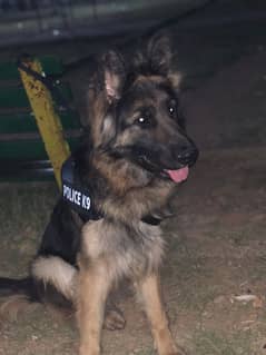 German shepherd for sale