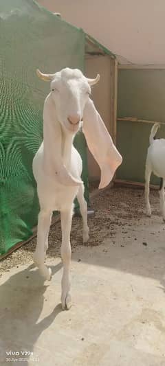 pink sojat nasla barkra 2 daath alpine