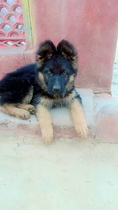 German shepherd puppies long coat my WhatsApp number 03001868066