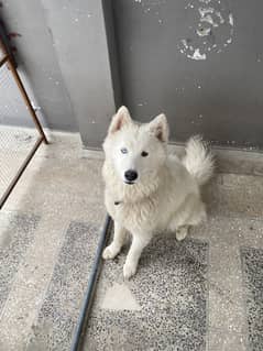 White Male Husky available for breeding