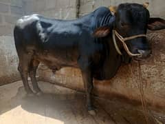cow
