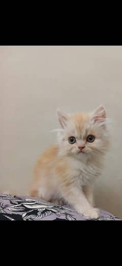 Persian
