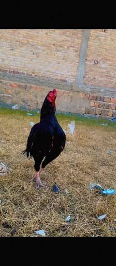 17 months pattha for sale
