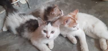 Cats