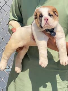 king Alabai male security dog dabal hadi important blood line for sale