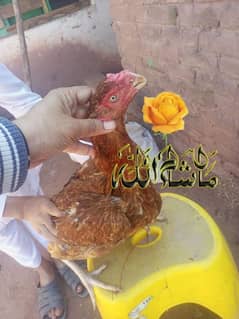 Parrot