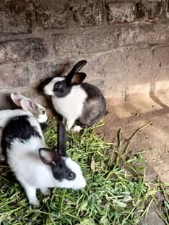 Rabbits for sale