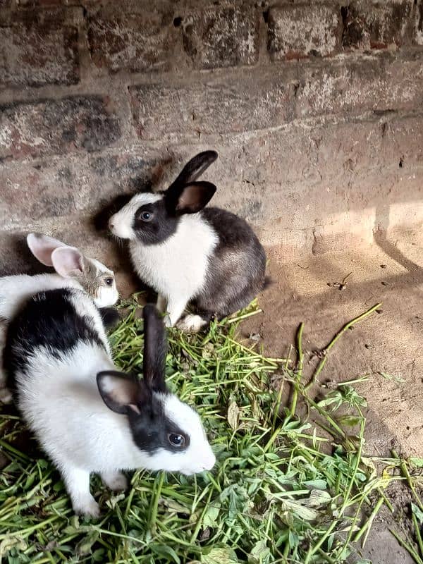 Rabbits for sale 0