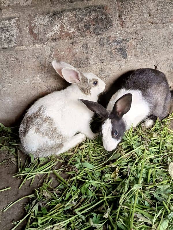 Rabbits for sale 1