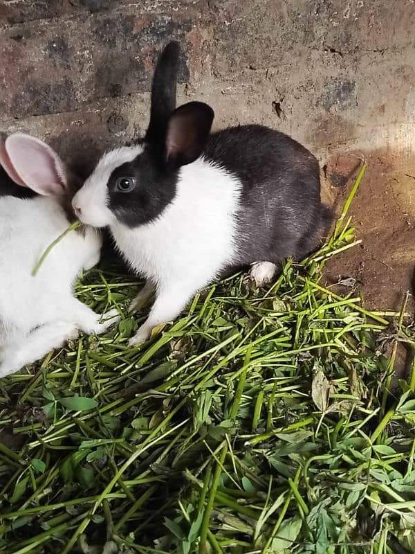 Rabbits for sale 2