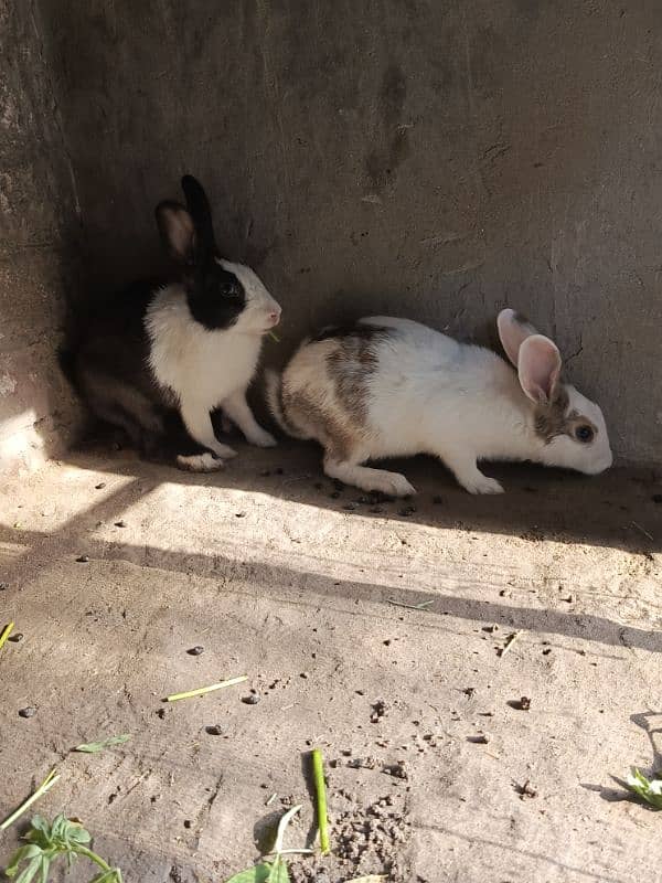 Rabbits for sale 3