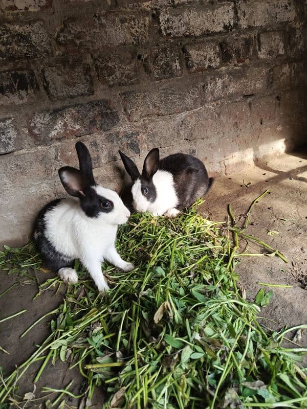 Rabbits for sale 5