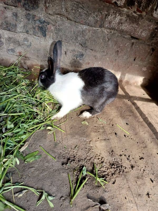 Rabbits for sale 6