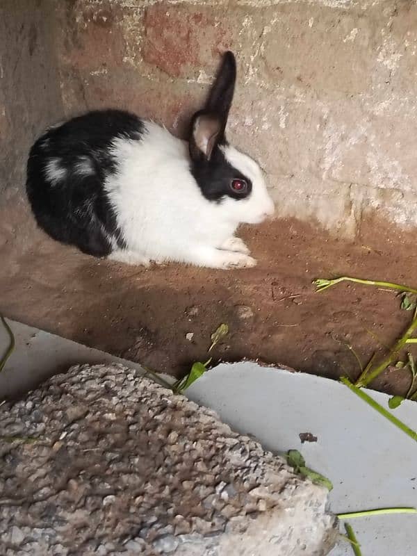 Rabbits for sale 7