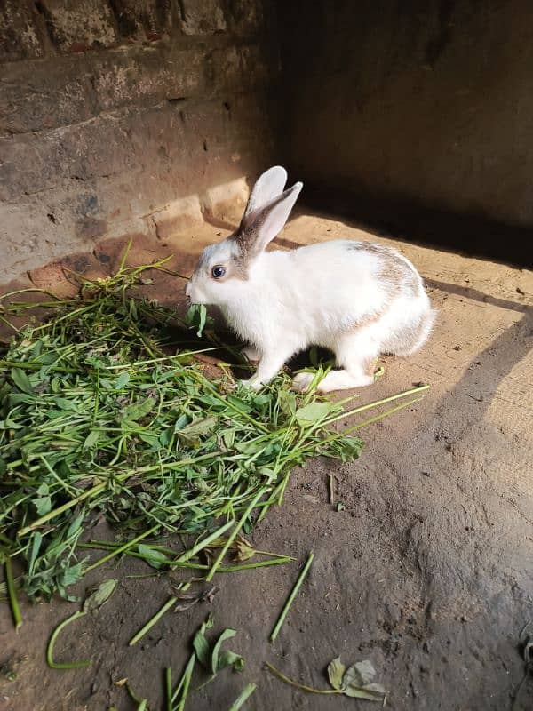 Rabbits for sale 8