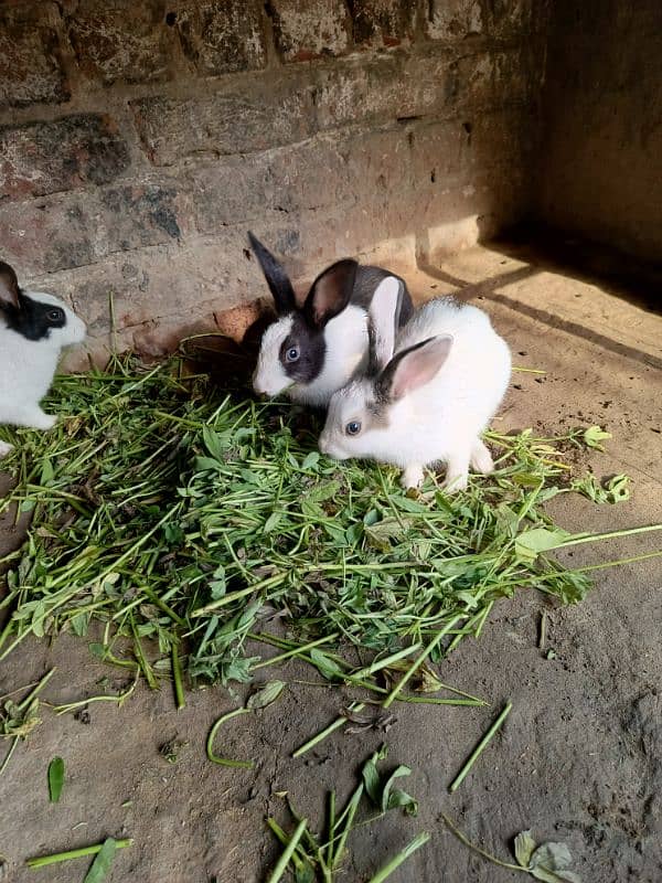 Rabbits for sale 9