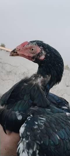 Aseel