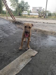 Bully gultari mix femail dog