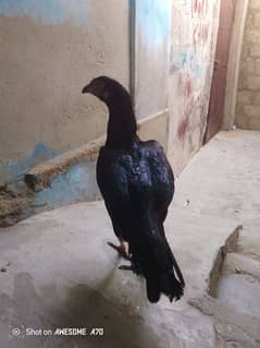 for