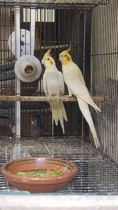 cocktail  female
