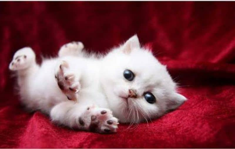 Persian punch face babies cat 0