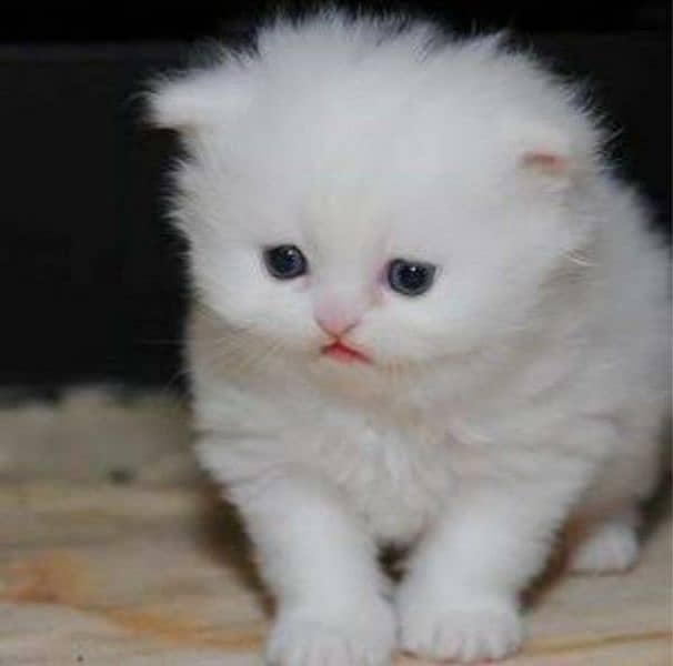Persian punch face babies cat 2