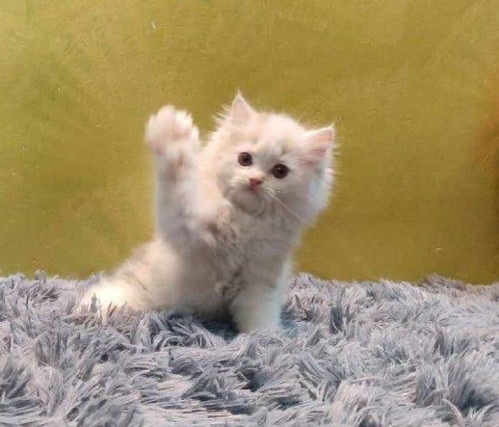 Persian punch face babies cat 3