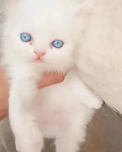 KITTEN