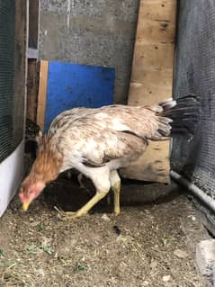 Pure aseel with two chicks