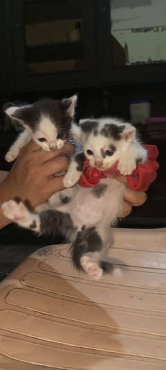 Persian double coated kittens