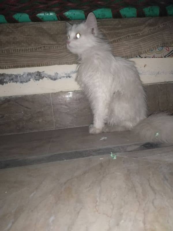 persiaon cat sale 1
