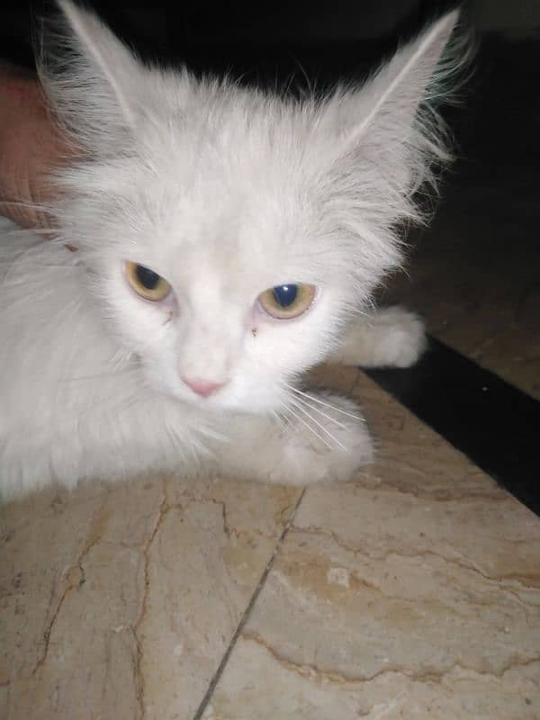 persiaon cat sale 3